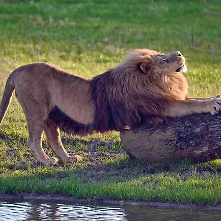 Le Royaume Des Lions 3* Lumigny-Nesles-Ormeaux