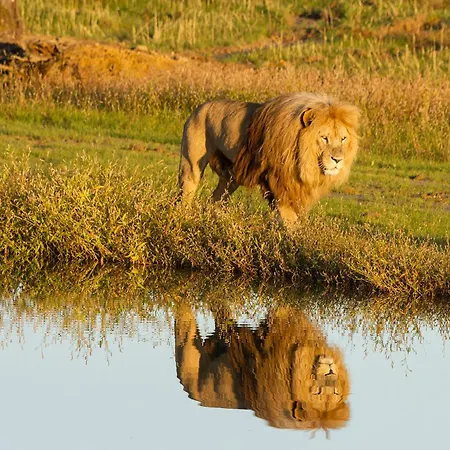 Le Royaume Des Lions Hotel
