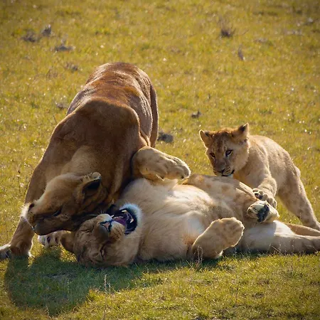 Le Royaume Des Lions Hotel 3*
